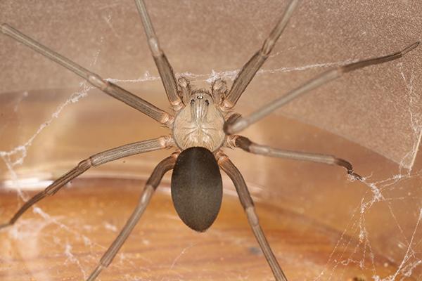 brown recluse spider