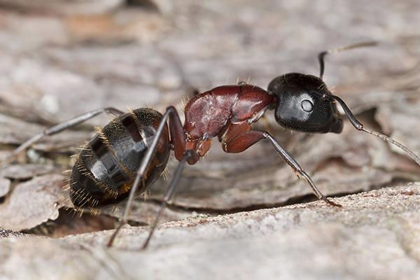 carpenter ants
