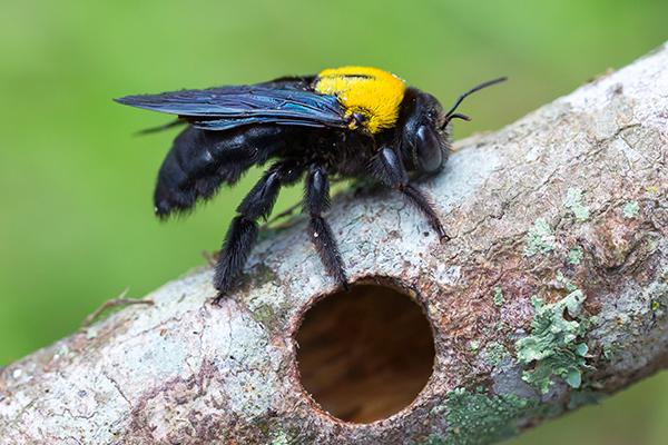 carpenter bee