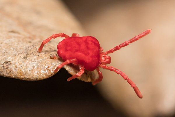 Mite Crawling On Leaf