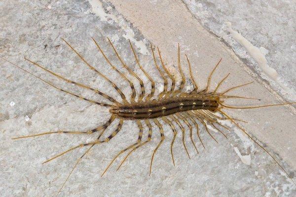 house centipede on a bathroom floor. 