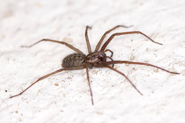 house spider