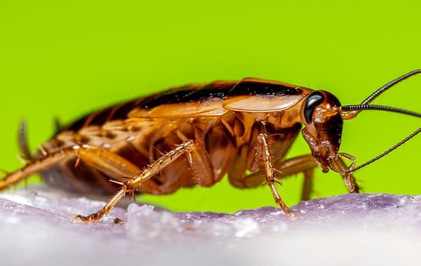 Insect Roces Blog - How To Handle Cockroaches In Irmo