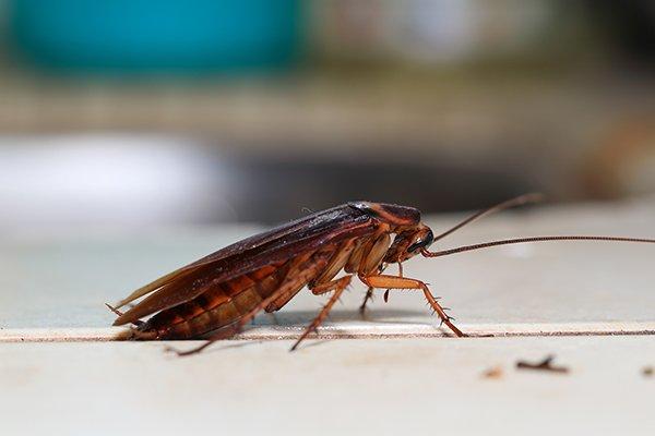 Blog - How Concerned Should I Be About The Cockroaches In My Columbia Home?