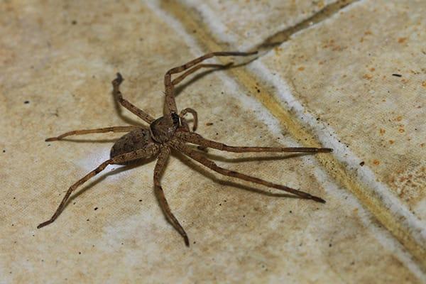 Blog - Dealing With Spiders In Your Home: What You Should Know