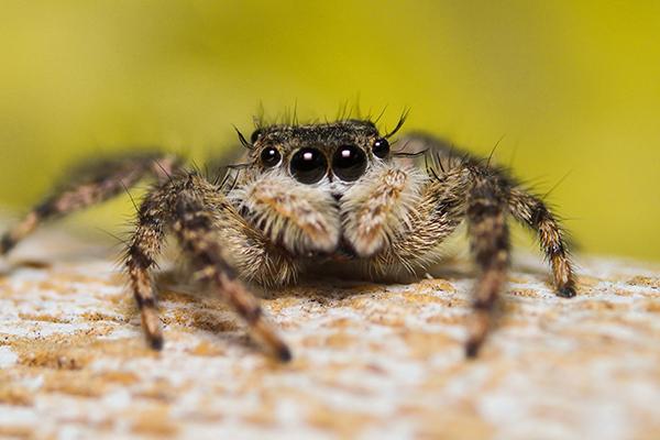 jumping spider