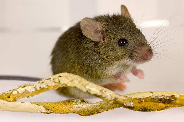 house mouse eating food