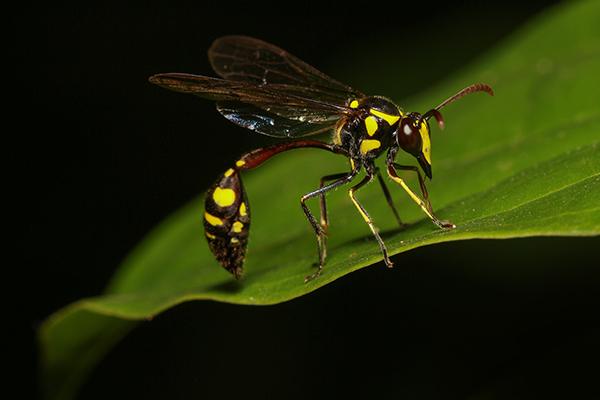 mud dauber 