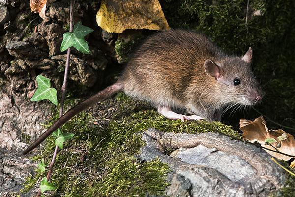norway rat on a mossy spot