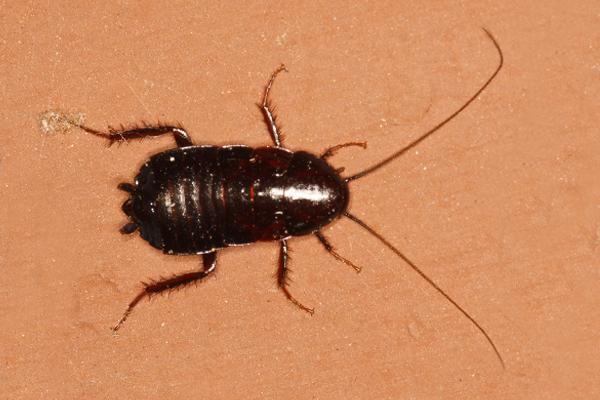 oriental cockroach on sand