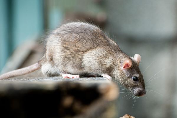 Roof Rats