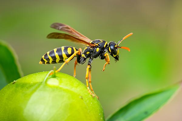 yellow jacket