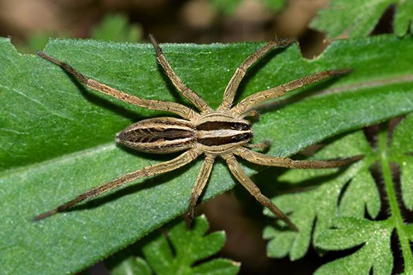 wolf spider